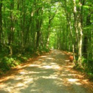 Forêt de Belgrade (Belgrad Ormani)