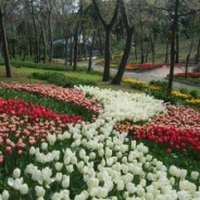 Parc de Yildiz (Yildiz Parki) Parc de Yildiz (Yildiz Parki)